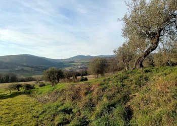 WhatsApp Image 2024-01-25 at 17.53.00 (3).jpeg - Agricultural land Amelia - photo 8