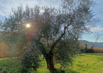 WhatsApp Image 2024-01-25 at 17.53.14.jpeg - Agricultural land Amelia - photo 17