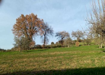 WhatsApp Image 2024-01-25 at 17.53.15 (6).jpeg - Agricultural land Amelia - photo 23