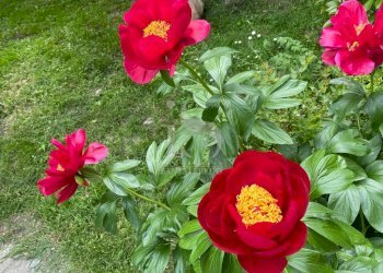 Lodi Maneggio in Vendita - Agritourism CASCINA CA DE ZECCHI, Tavazzano con Villavesco - photo 20