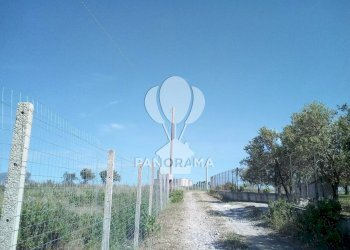 Terreno agricolo Partinico - foto 4