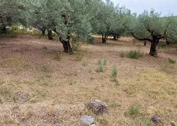 Agricultural land Contrada Misilifurmi, Sciacca - photo 8