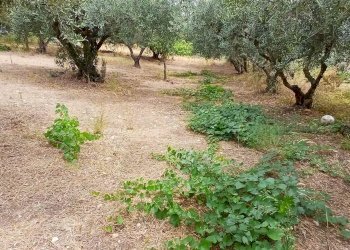 Agricultural land Contrada Misilifurmi, Sciacca - photo 10