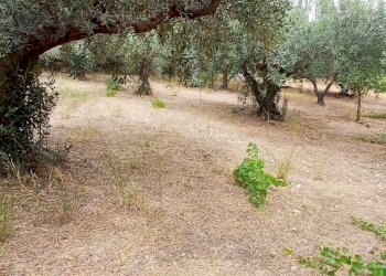 Agricultural land Contrada Misilifurmi, Sciacca - photo 11