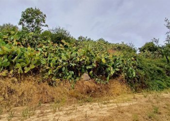 Agricultural land Contrada Misilifurmi, Sciacca - photo 12