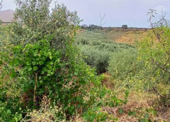 Agricultural land Contrada Misilifurmi, Sciacca - photo 17