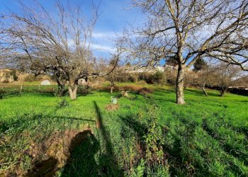 473543101.jpg - Terreno agricolo Via Mezza Selva, Palestrina - foto 6
