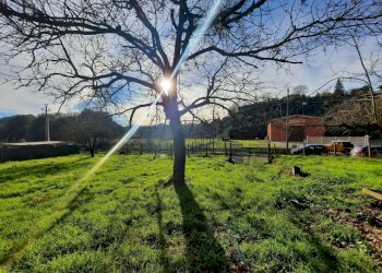 473543133.jpg - Terreno agricolo Via Mezza Selva, Palestrina - foto 18