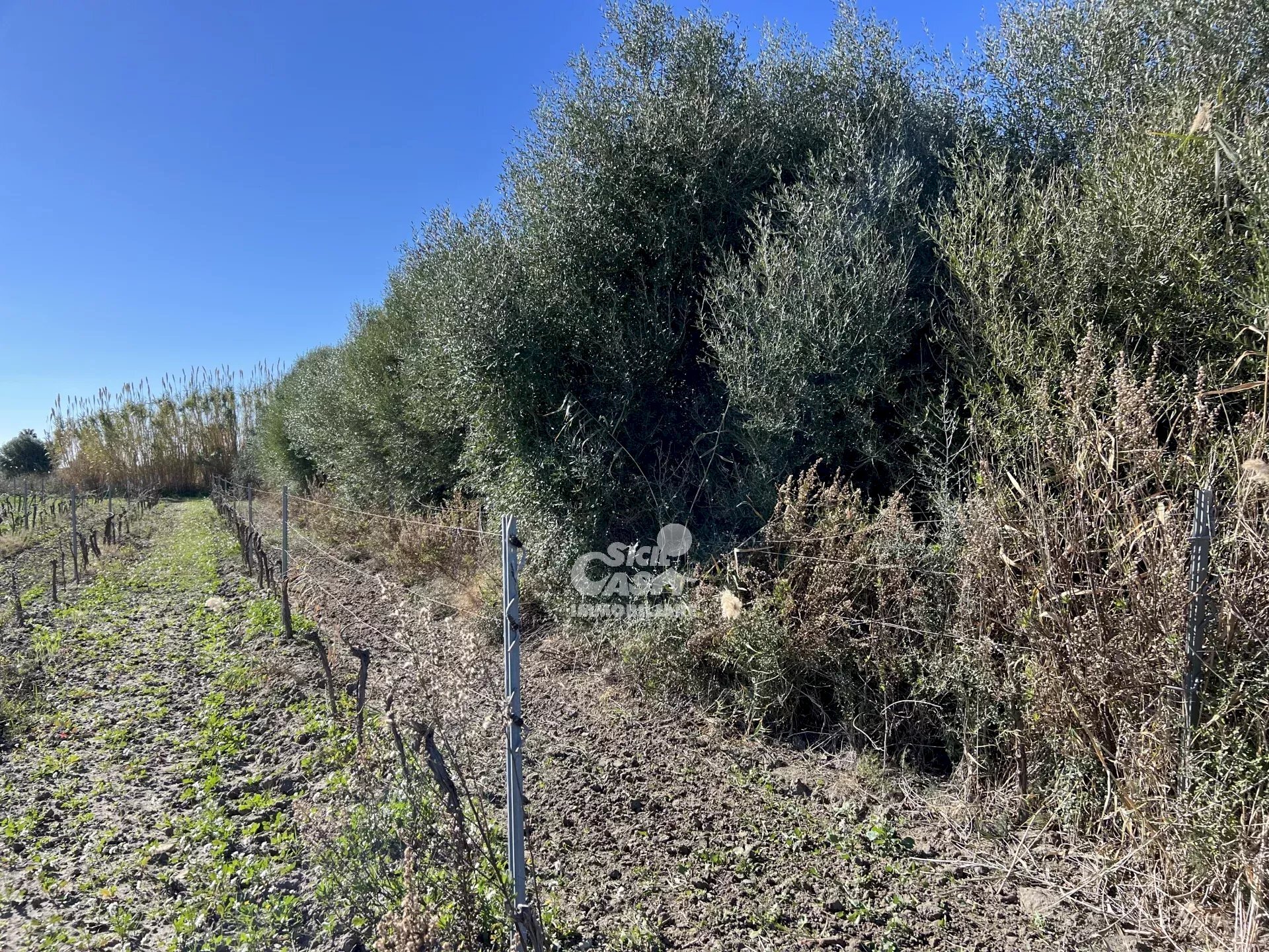 Agricultural land Marsala - photo 3