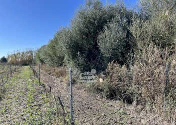 Terreno agricolo Marsala - foto 3