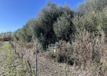 Terreno agricolo Marsala - foto 4