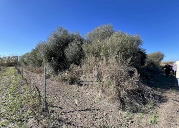 Terreno agricolo Marsala - foto 5