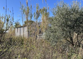 Terreno agricolo Marsala - foto 7