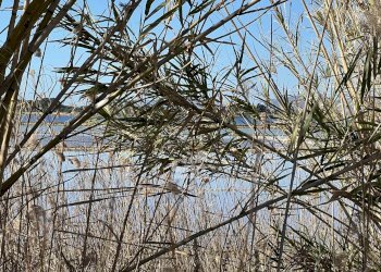 Terreno agricolo Marsala - foto 12