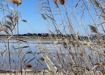 Terreno agricolo Marsala - foto 16