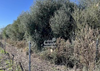 Terreno agricolo Marsala - foto 21