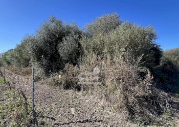 Terreno agricolo Marsala - foto 22