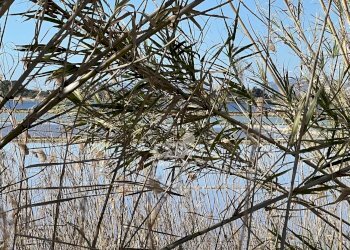 Terreno agricolo Marsala - foto 27