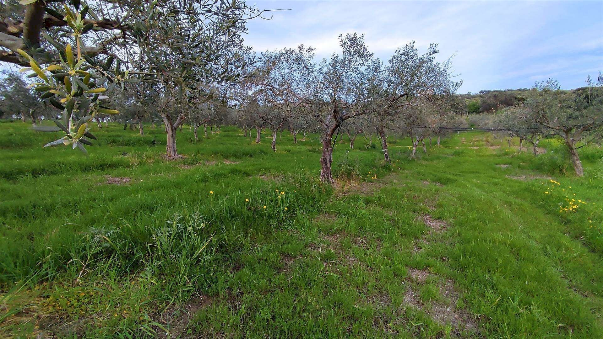 Agricultural land Contrada Castellana sp 79, Sciacca - photo 2
