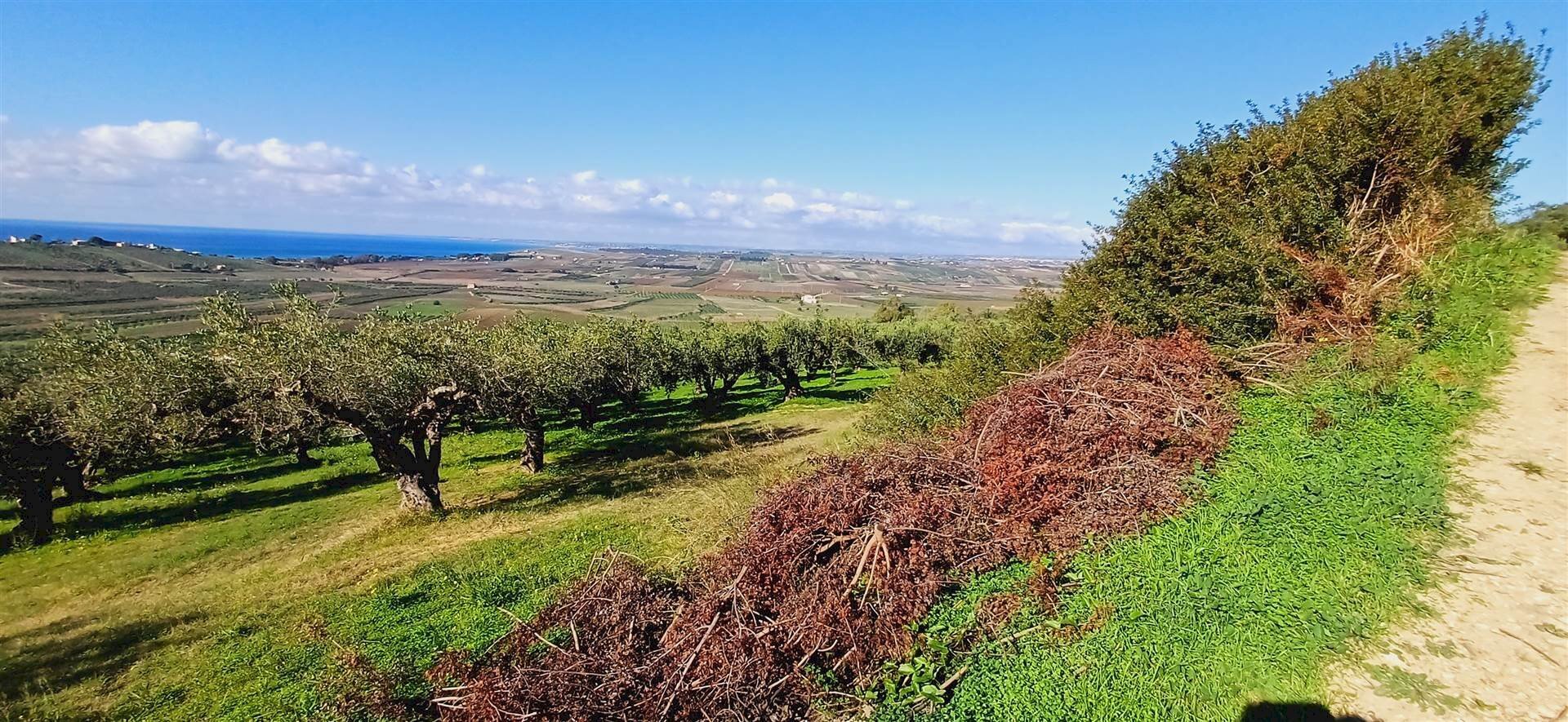 Agricultural land Contrada Castellana sp 79, Sciacca - photo 3