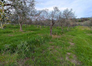 Terreno agricolo Contrada Castellana sp 79, Sciacca - foto 2