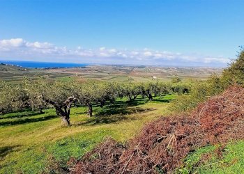 Terreno agricolo Contrada Castellana sp 79, Sciacca - foto 4