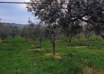 Terreno agricolo Contrada Castellana sp 79, Sciacca - foto 7