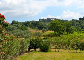 fattoria 2012 020.jpg - Casale via di san martino, Lucca - foto 4