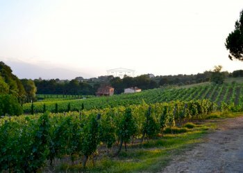 fattoria 2012 006.jpg - Casale via di san martino, Lucca - foto 5