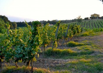 fattoria 2012 008.jpg - Casale via di san martino, Lucca - foto 6