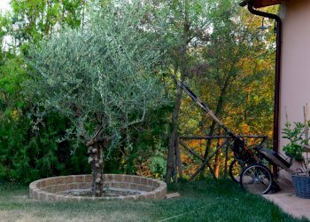 fattoria 2012 012.jpg - Casale via di san martino, Lucca - foto 7