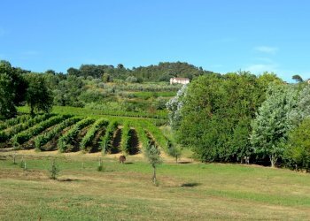 fattoria 2012 025.jpg - Casale via di san martino, Lucca - foto 13