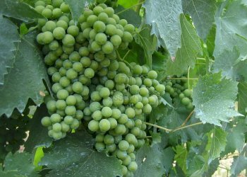 fattoria 2012 051.jpg - Casale via di san martino, Lucca - foto 21