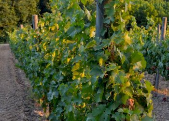 vigneto.jpg - Casale via di san martino, Lucca - foto 29