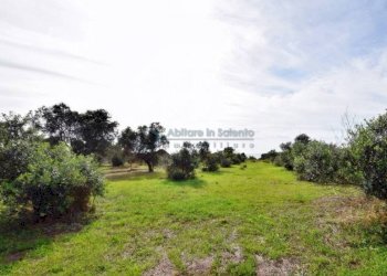 Terreno - Agricultural land strada Comunale del Colle, Salve - photo 1