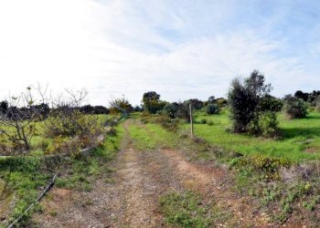 Terreno - Agricultural land strada Comunale del Colle, Salve - photo 8