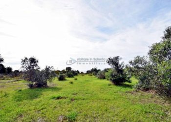 Terreno - Agricultural land strada Comunale del Colle, Salve - photo 10