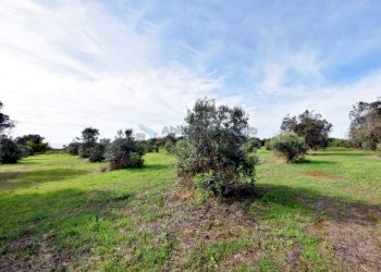 Terreno - Agricultural land strada Comunale del Colle, Salve - photo 12