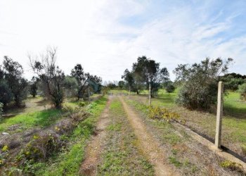 Terreno - Agricultural land strada Comunale del Colle, Salve - photo 13