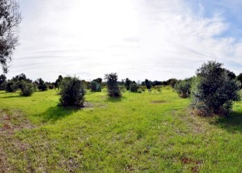 Terreno - Agricultural land strada Comunale del Colle, Salve - photo 15