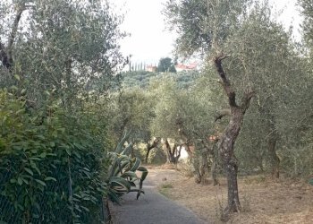 1706885435321.jpg - Casa indipendente Massarosa - foto 17