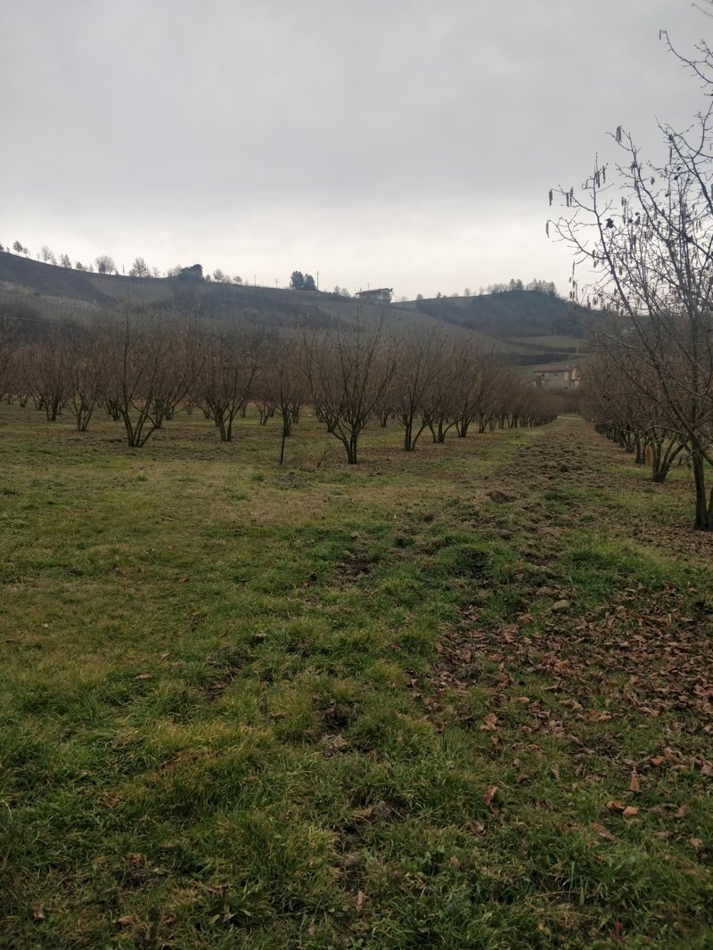 Terreno agricolo Acqui Terme - foto 1
