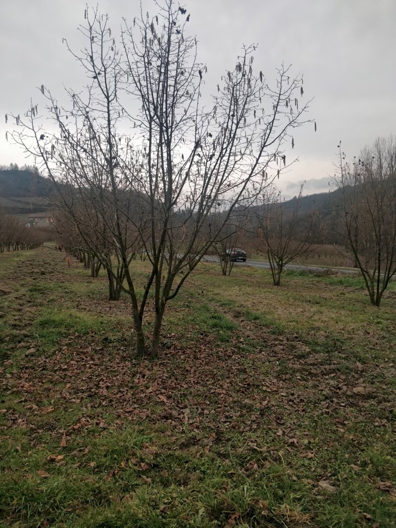 Terreno agricolo Acqui Terme - foto 2