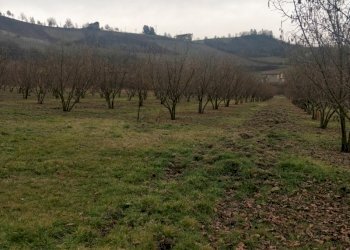 Agricultural land Acqui Terme - photo 1