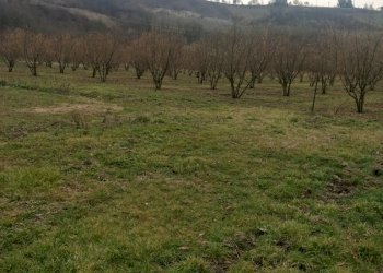 Agricultural land Acqui Terme - photo 3