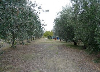 DSC01304.JPG - Villa Senigallia - foto 23