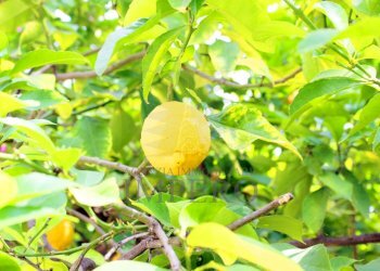 giardino - Villa Corso Montecarlo 1, Ventimiglia - foto 29