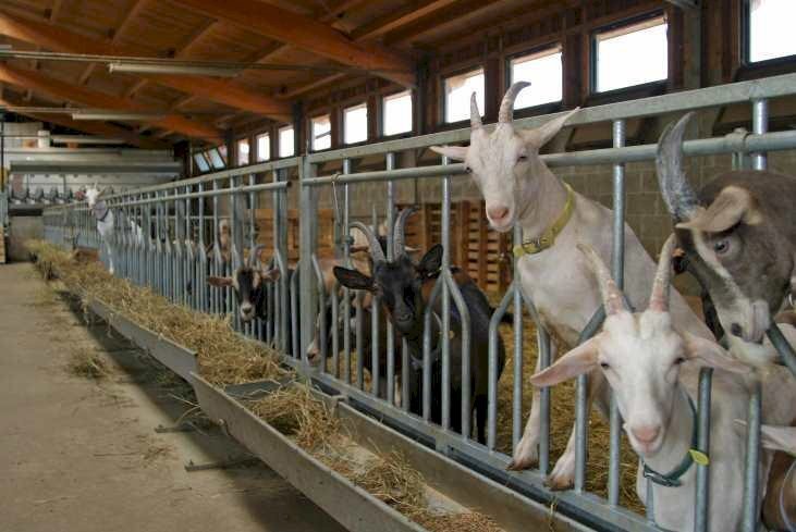 Terreno agricolo Alessandria - foto 2