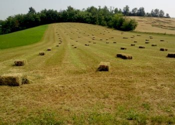 Terreno agricolo Alessandria - foto 5