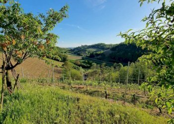 Terreno - Rustico Castelnuovo Calcea - foto 23